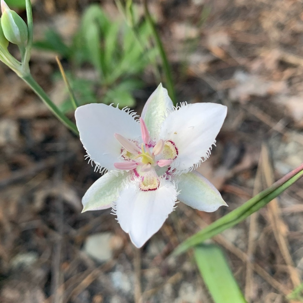 Meet your Posher, Hazel